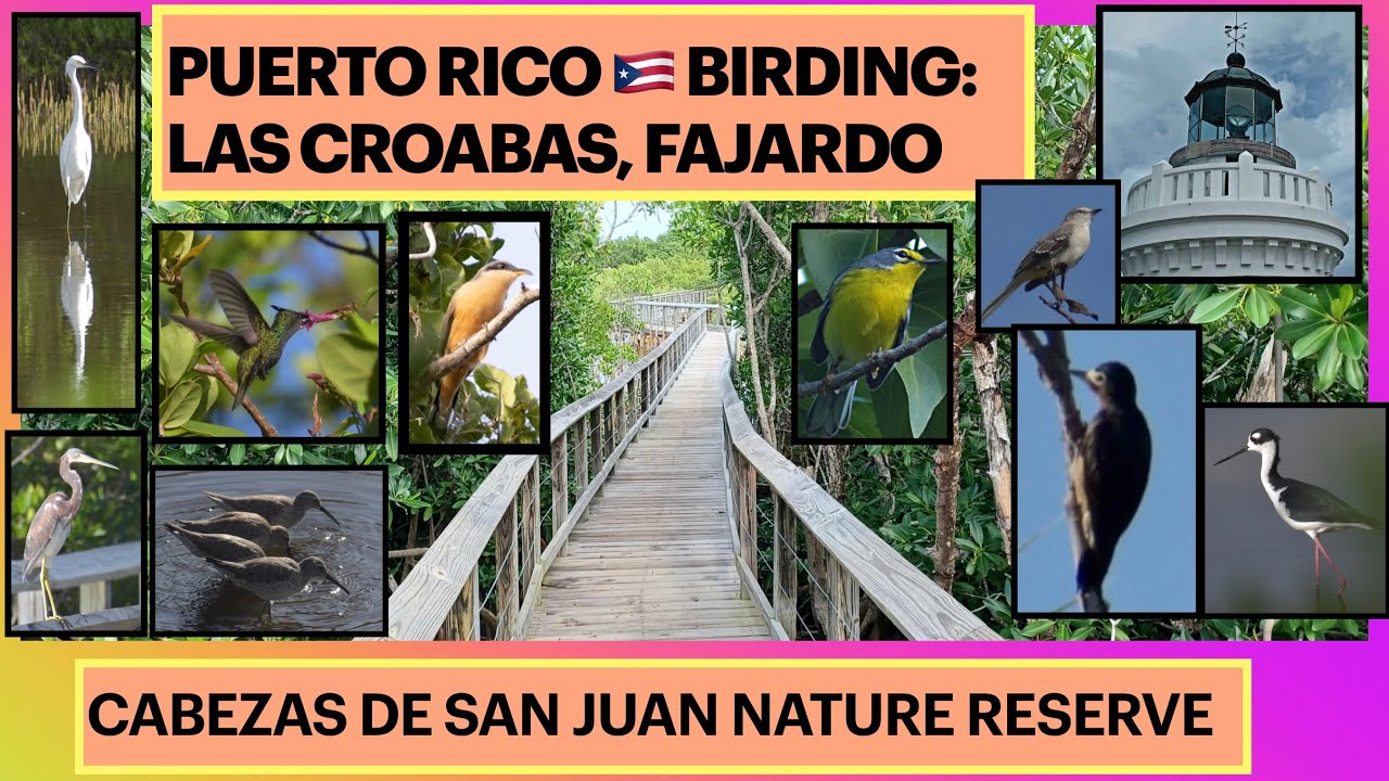 Cabezas de San Juan Nat Reserve-Puerto Rico🇵🇷’s INCREDIBLE BIRDING-13 Lifebirds, Faro, Family,&FUN