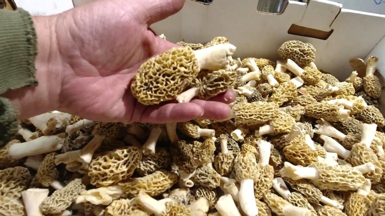 Morel Mushroom Hunting should be a sport!     Gucchi, Morille, Morchella, Morchel, Guchhi, MUSHROOM!