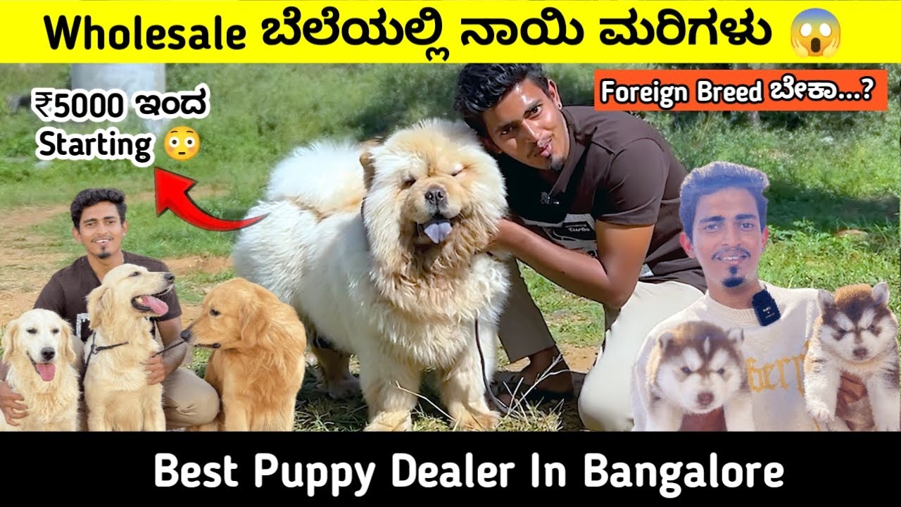 Quality ನಾಯಿ ಮರಿಗಳು  ಕಡಿಮೆ ಬೆಲೆಯಲ್ಲಿ 😱| Puppies For Sale In Bangalore | Mr 350 |