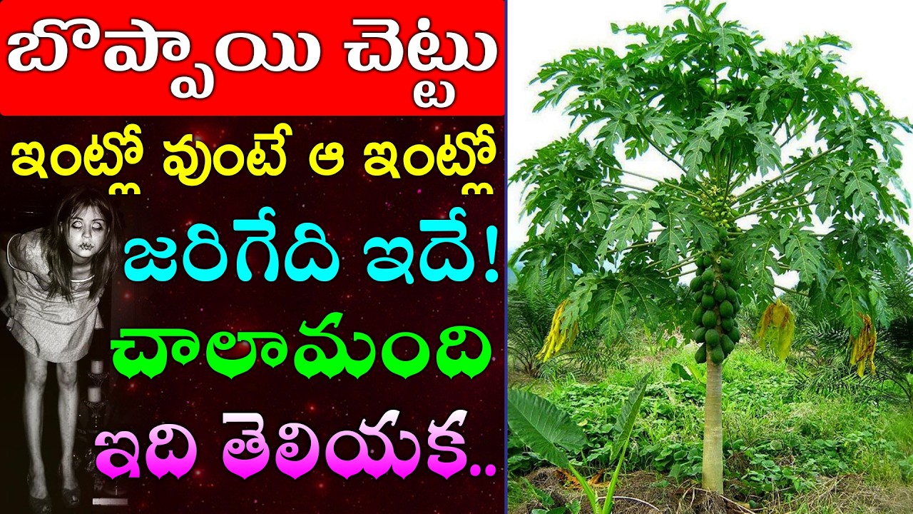 బొప్పాయి చెట్టు ఇంట్లో వుంటే ఆ ఇంట్లో జరిగేది ఇదే!చాలామందికి ఇది తెలియక..