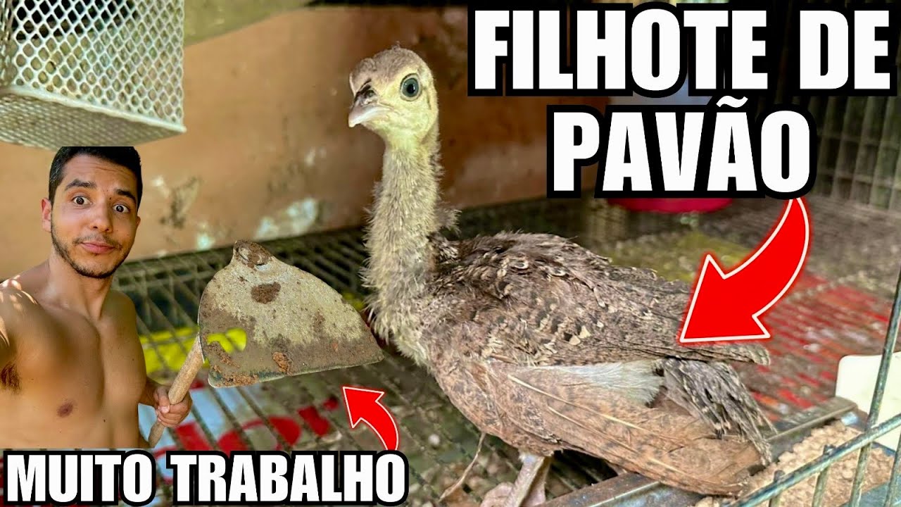 Manejando filhote de pavão e pintinhos ko-shamo | Terminando de fechar o lago | Aves Recriar
