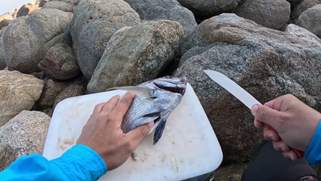Blacktail Catch Cook