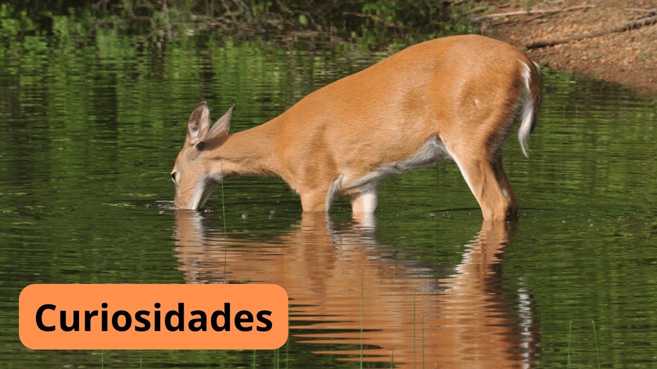 Corça, por que precisa da água?