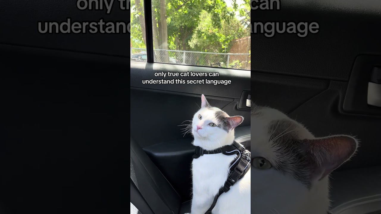 do you know?🥹💕.    #reel #catsofinstagram #cats #cat #catlife #catlovers #catvideos  #catlife #cat