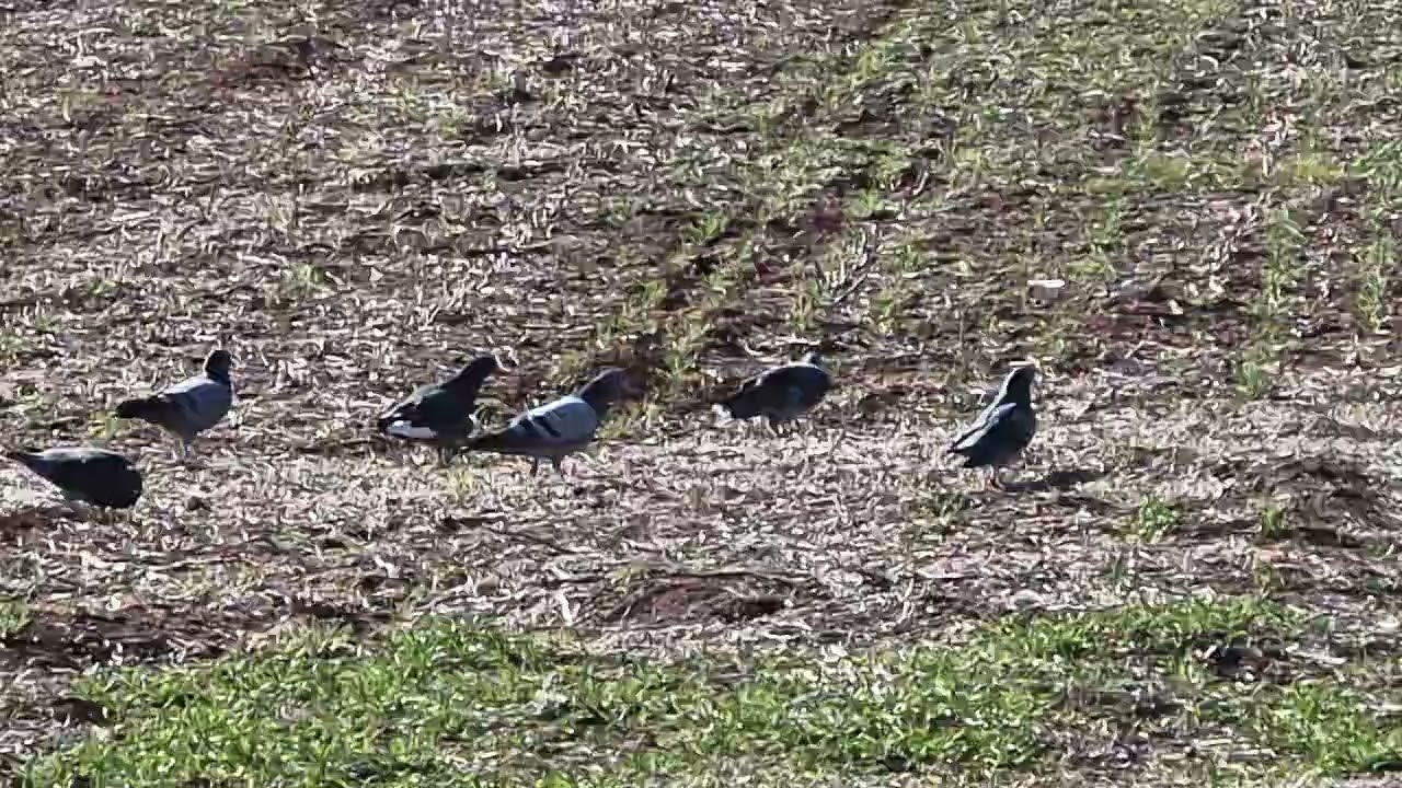 Flock of Pigeons by the house