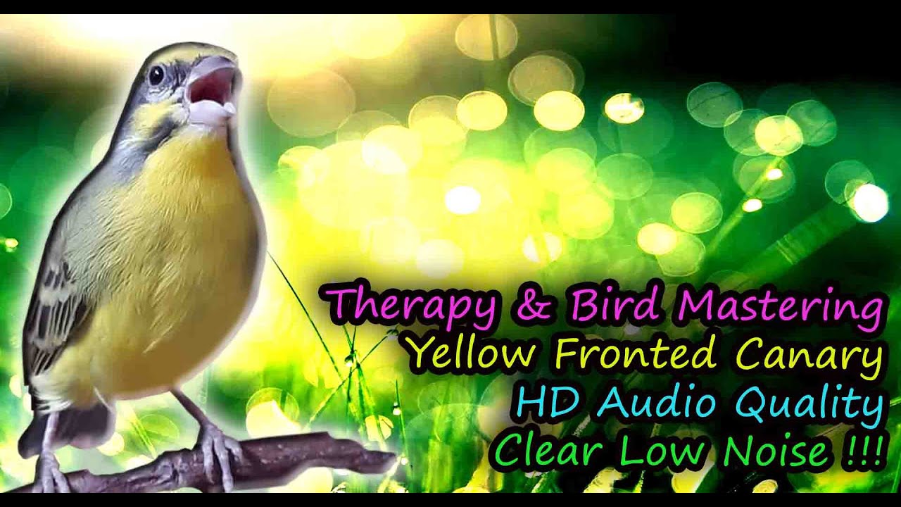 Yellow Fronted Canary Or Green Singing Finch Song (Serinus mozambicus) for Therapy & Bird Mastering