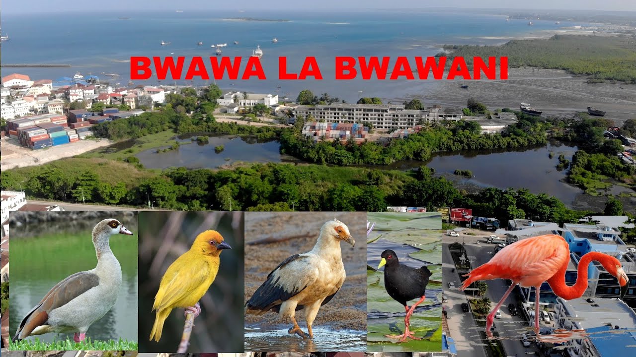 Hifadhi ya Ndege wa Bwawa la Bwawani