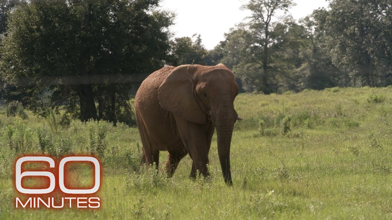 How hundreds of animals were rescued from a troubled Puerto Rico zoo | 60 Minutes