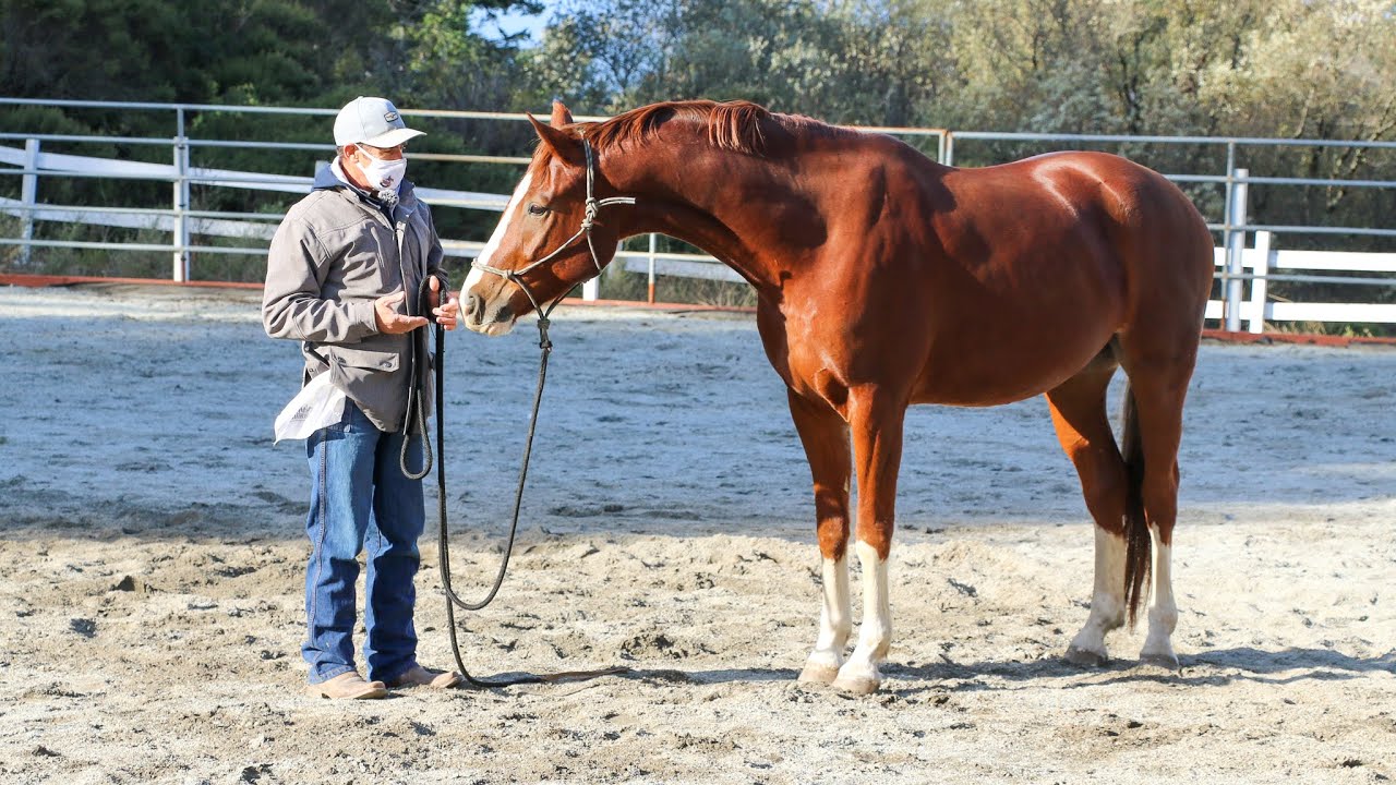 How To Avoid Being Bitten When Engaging With A Horse