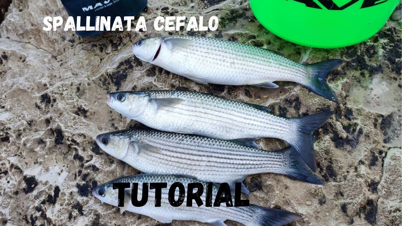 Tutorial di pesca-montatura cefalo a bolognese