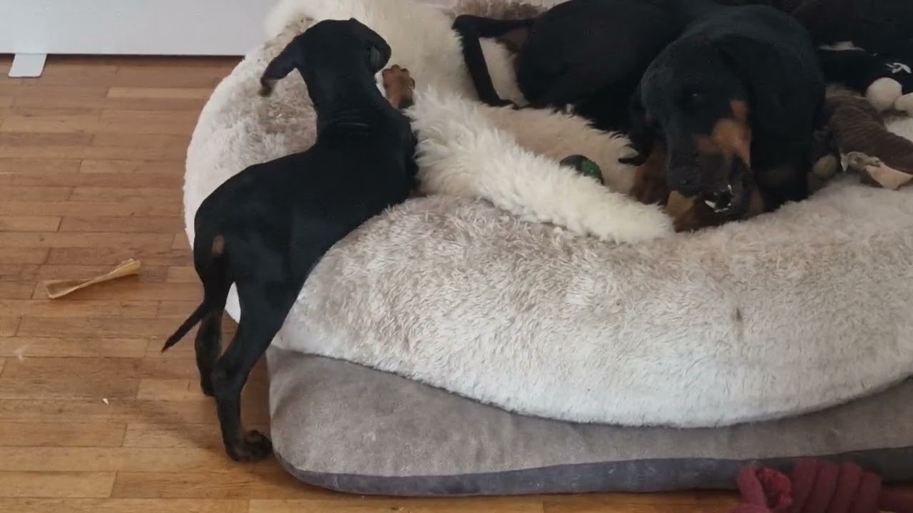 Dobermann Adoptivpapa Puppi  chillt mit Dobermann-Welpe Maxi