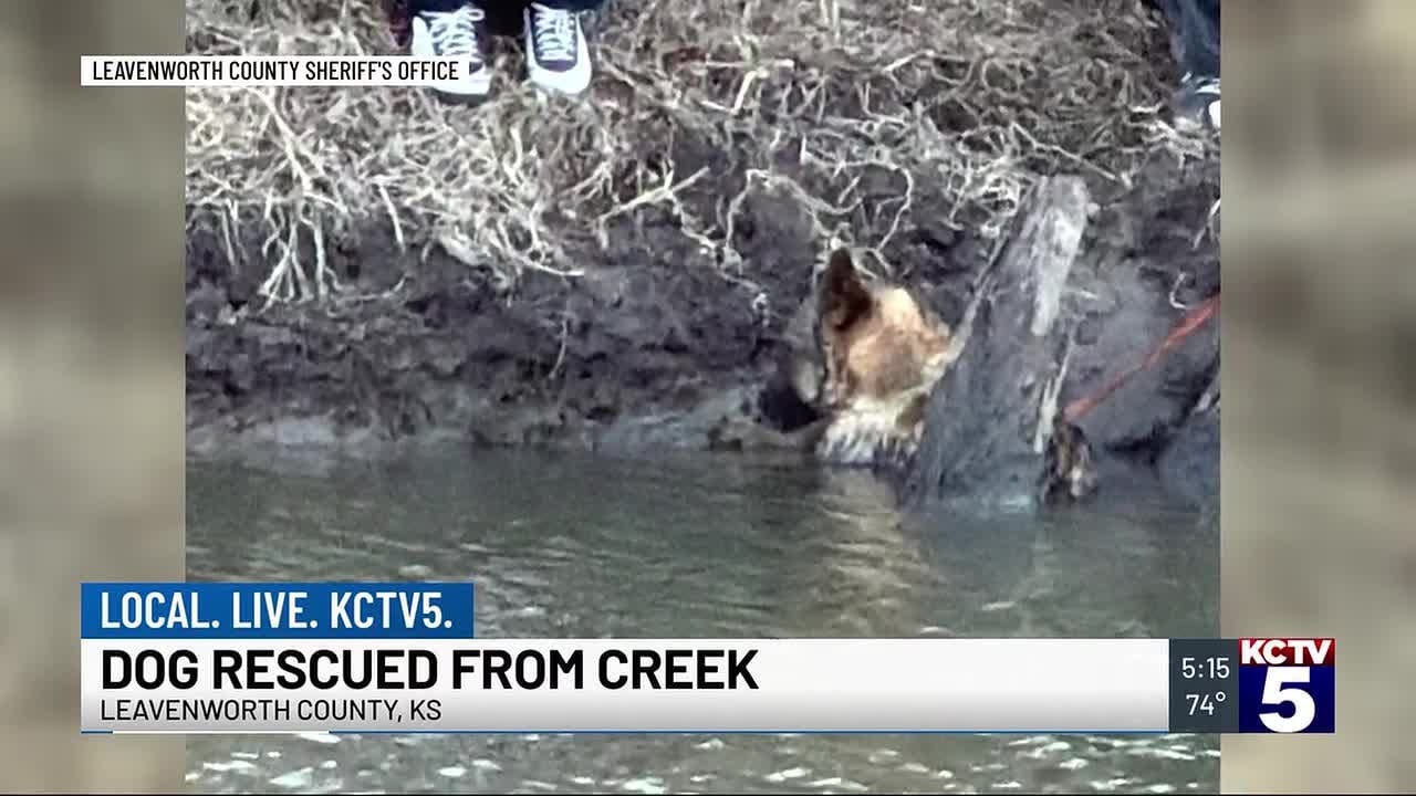 German Shepherd rescued from Stranger Creek after hours in water