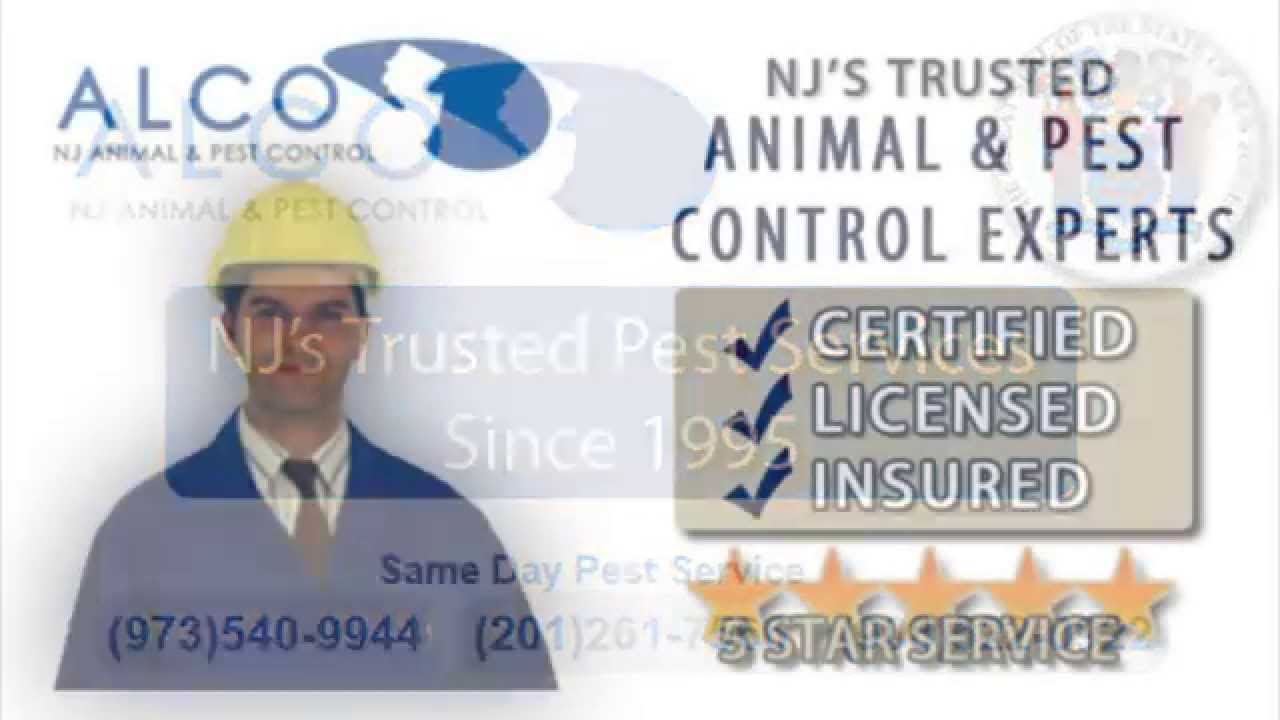 Mice Removal in NJ