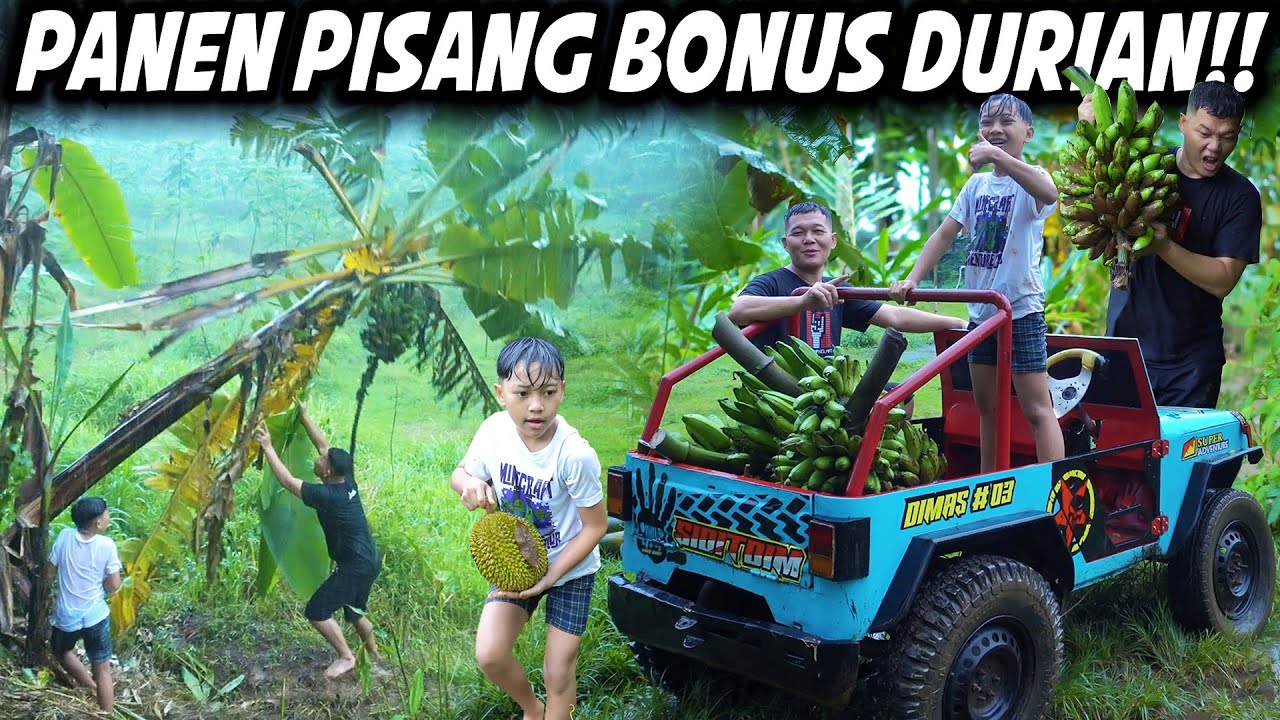 BANTUIN AYAH PANEN PISANG PAKAI JEEP, HUJAN HUJANAN DAPAT BONYS DURIAN!!
