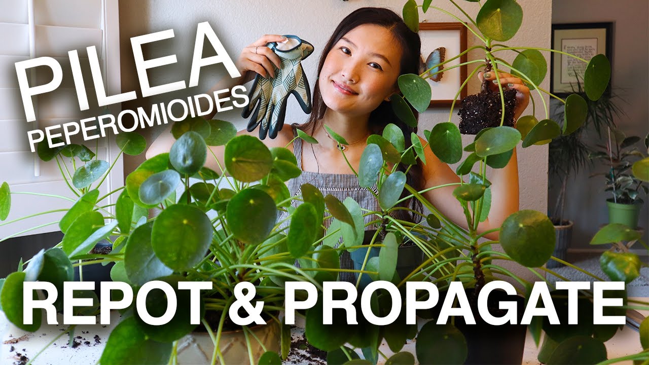PILEA PEPEROMIOIDES PROPAGATION & CARE | Houseplant Care Tips | Jolene Foliage