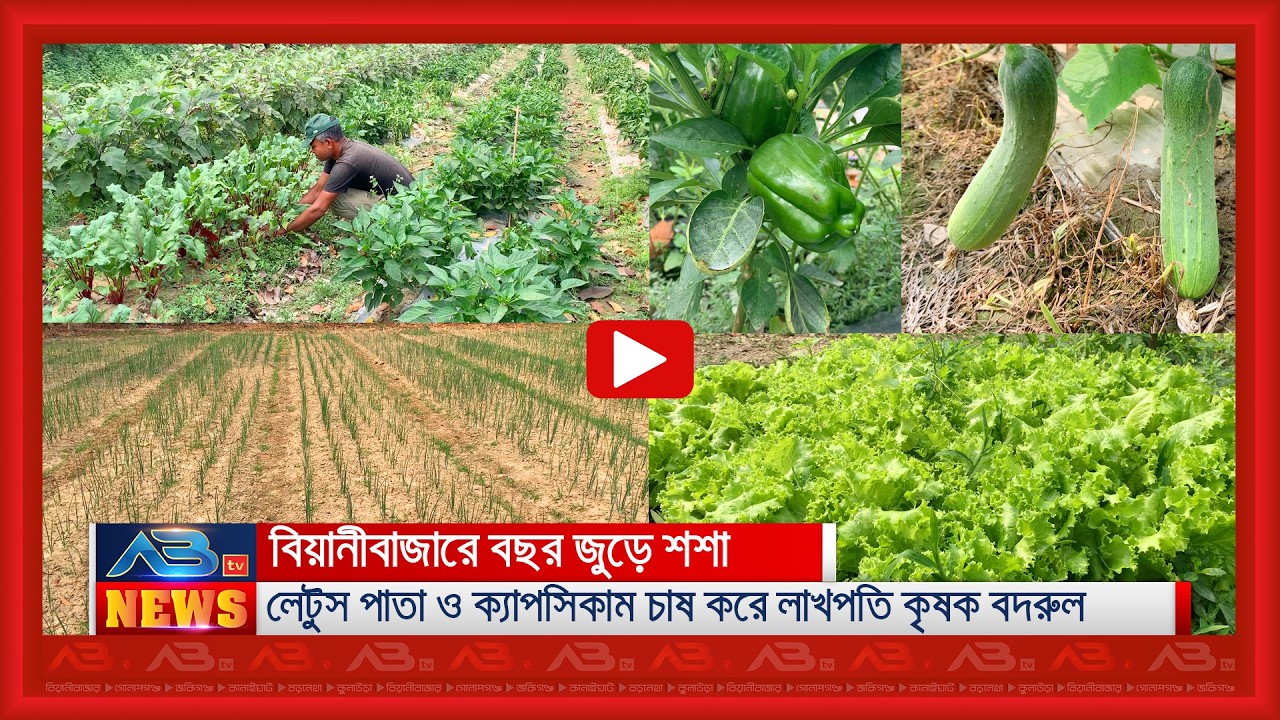 বিয়ানীবাজারে বছর জুড়ে শশা, লেটুস পাতা ও ক্যাপসিকাম চাষ করে লাখপতি কৃষক বদরুল