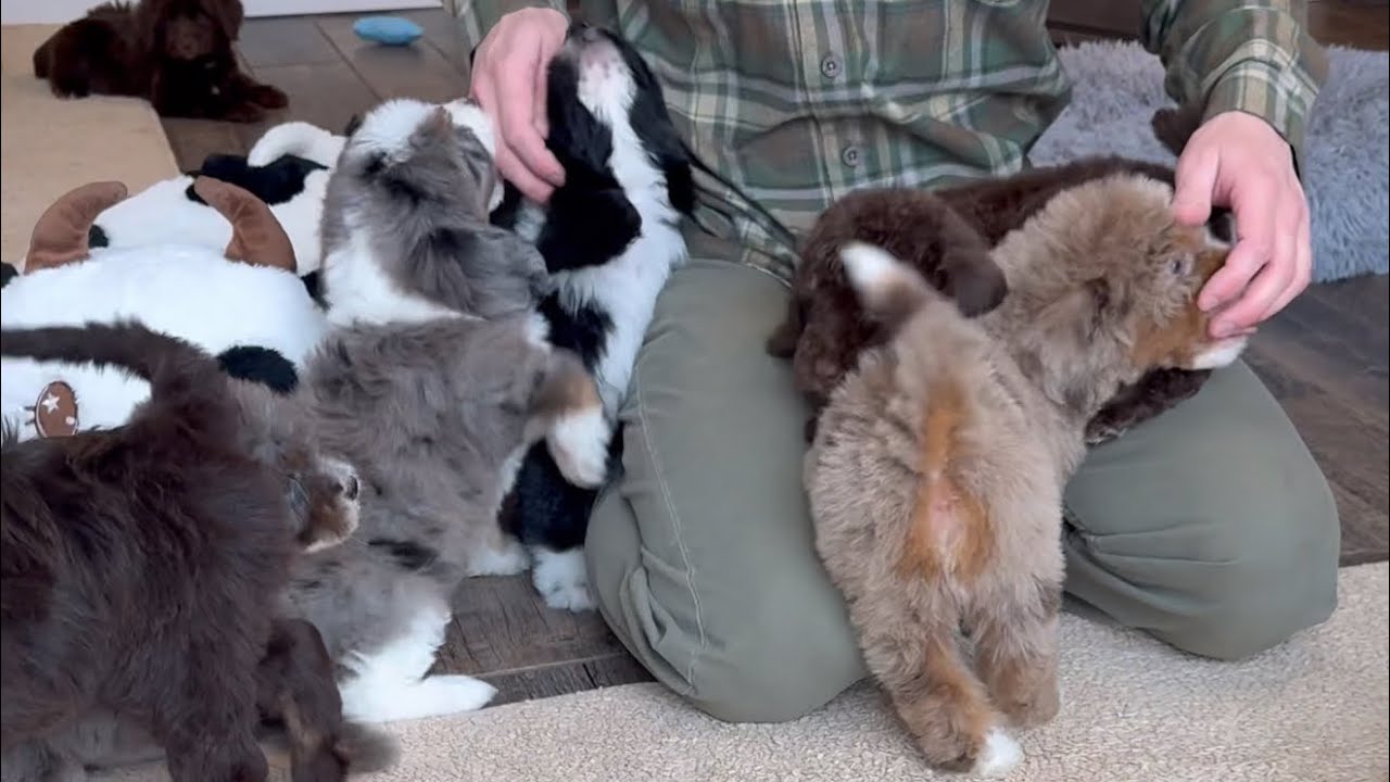 7 weeks old! 🎉🐾 Charlee&rsquo;s Standard Bernedoodle puppies 