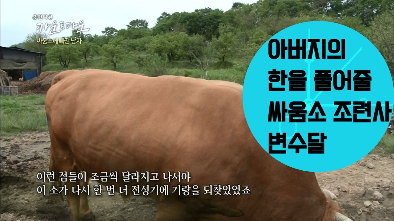 아버지의 한을 풀어줄 싸움소 조련사  변수달  [휴먼다큐 카운트 다운]