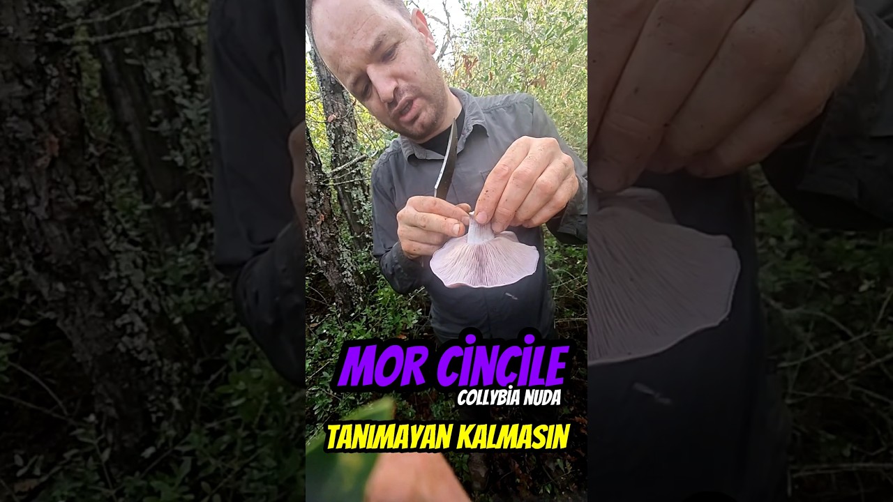 MOR CİNCİLE NASIL AYIRT EDİLİR? (&Ouml;R&Uuml;MCEK MANTARIYLA KARIŞTIRMAYIN) Collybia nuda