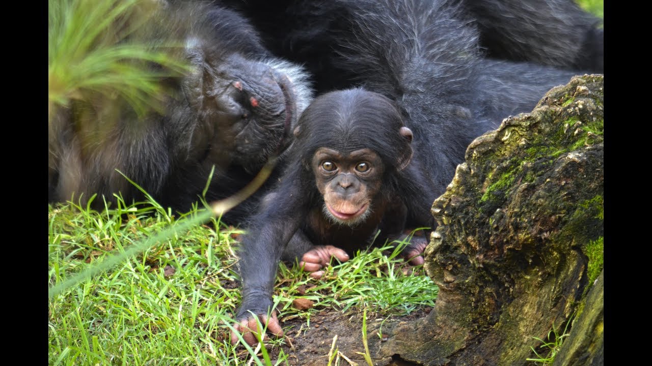 El bebé chimpancé COCO cumple 2 meses en BIOPARC Valencia (#ExperienciasBioparc)