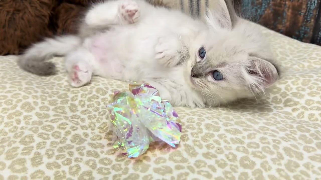 Sebastian - boy ragdoll 