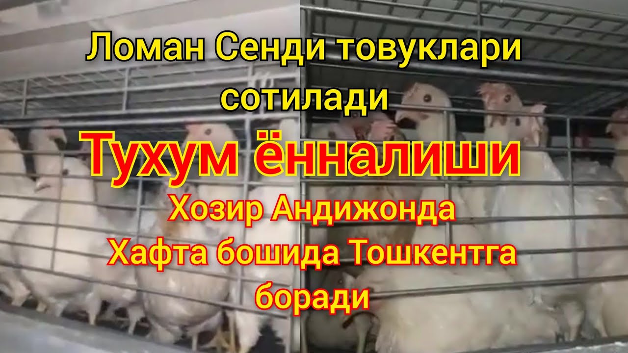 @loman sendi firma oq tovuqlari tuxum yo'nnalishi 105 kunlik malotkalar sotiladi 2000 Dona bor abyom