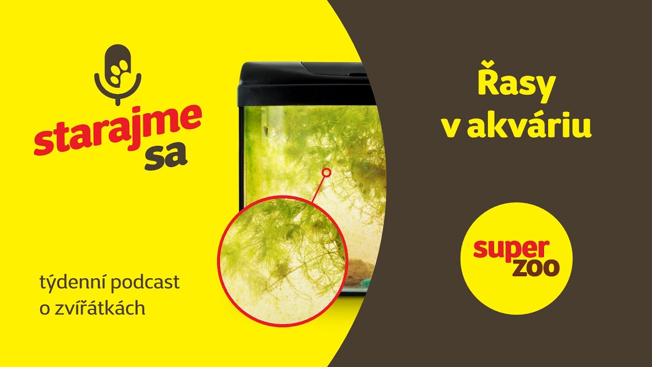 Řasy v akváriu | Podcast Super zoo
