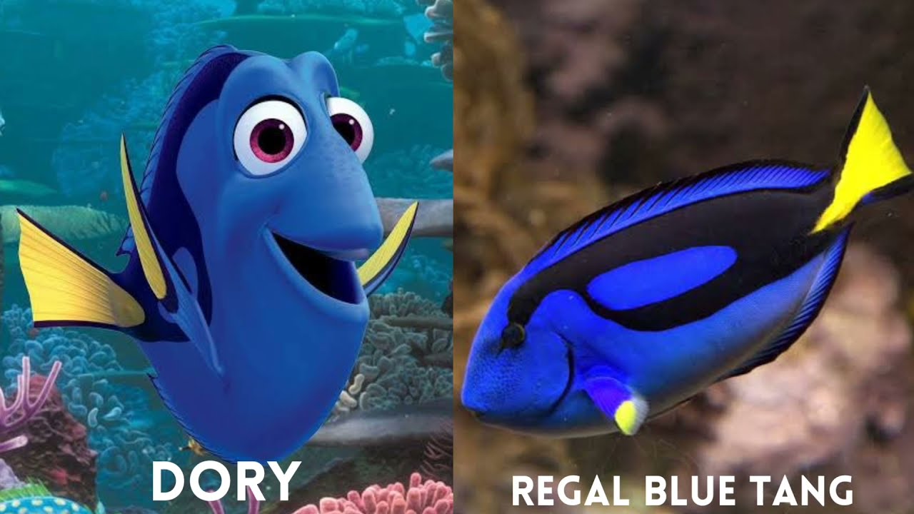 Finding Nemo Movie Fish and real life species | SuPeR DuPeR