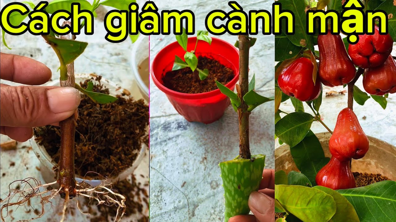 Chỉ cần nha đam cành giâm sẽ ra rễ ngay lập tức ít người biết cách này