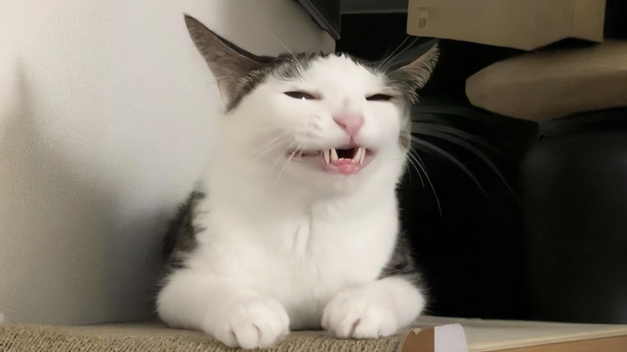 Самые смешные видео с кошками и собаками 2025 года 😼🐶Попробуйте не засмеяться😜 Часть 30