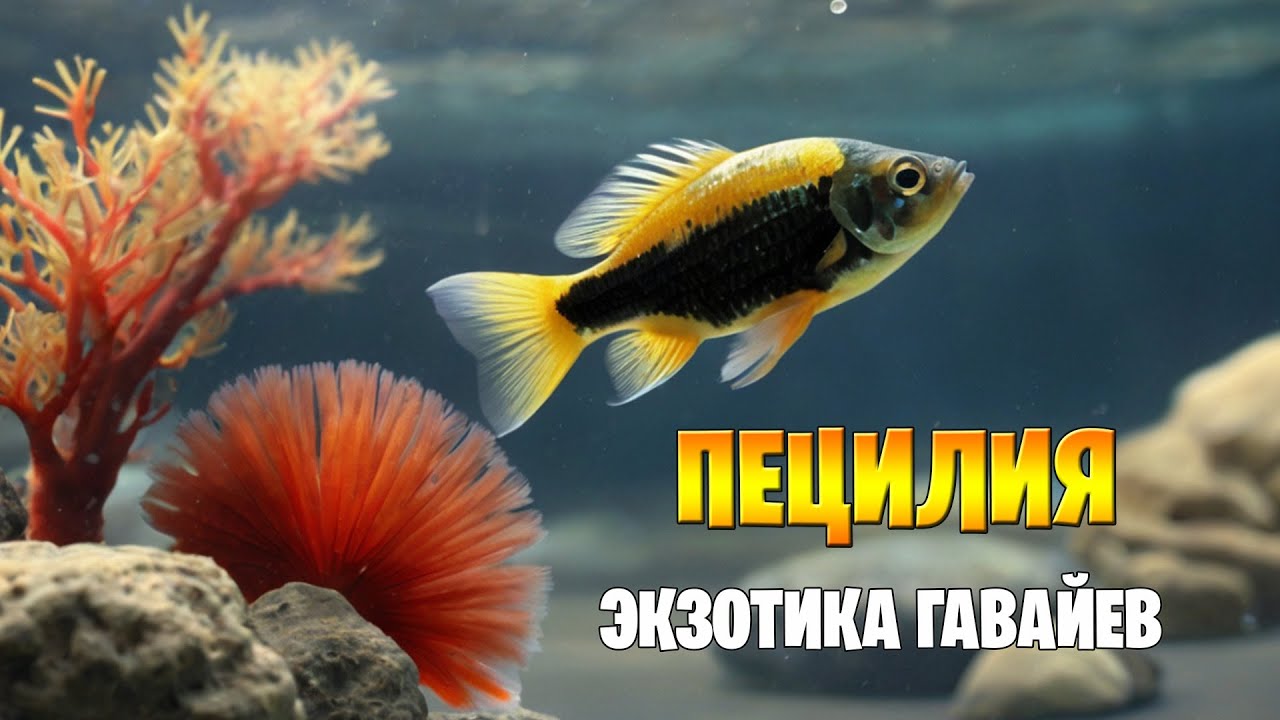 Почему Все Обожают Гавайскую Пецилию? Узнайте Всё здесь!