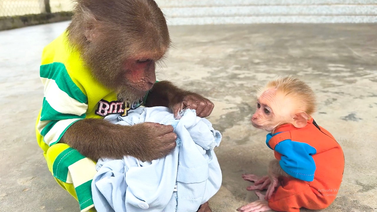 Oh No!  CUTIS confused when Accidentally Tears Dad&rsquo;s Shirt!