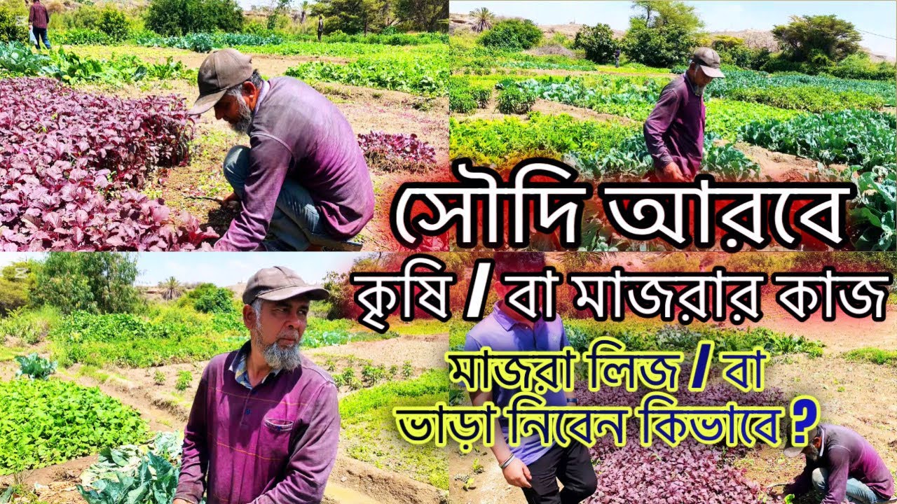 সৌদি আরবে মাজরা লিজ / বা ভাড়া নিতে কত টাকা লাগে,,,? | মাজারার কাজ সৌদি আরব  | JOY BD 