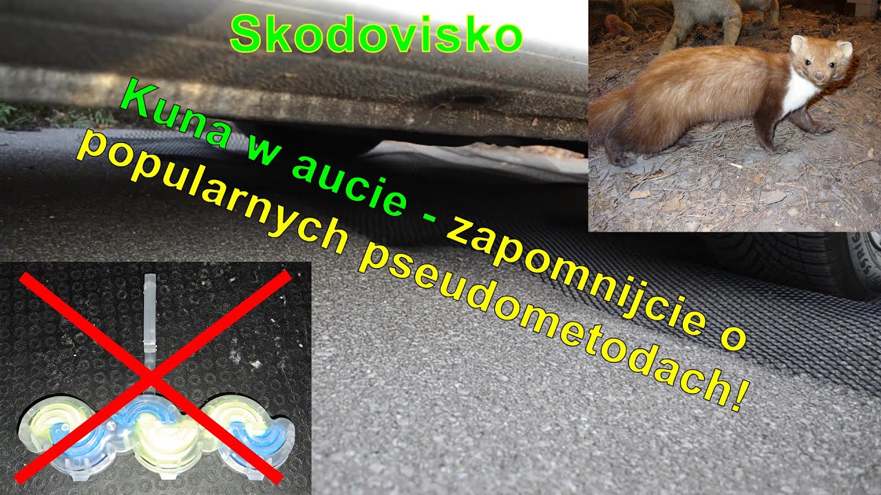 @Skodovisko KUNA w aucie - jak NAPRAWDĘ skutecznie bronić się? Obalam MITY wokół PSEUDOMETOD.