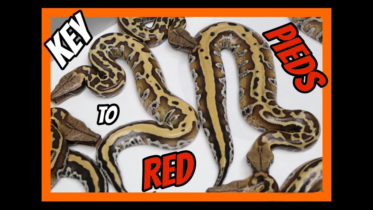 Pied x Flower Blood Python Clutch!
