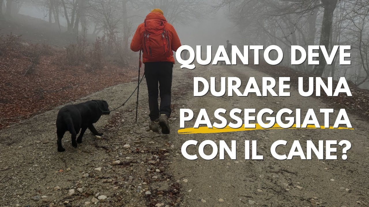 Quanto deve durare una passeggiata con il cane?