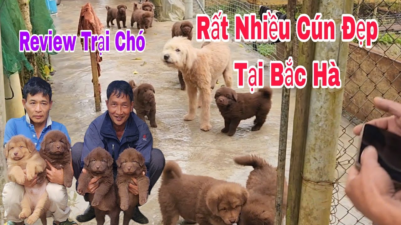 Review trại chó rất đẹp tại bắc hà lấy nguồn giống từ trại chó nhà em Yến đúc ra sản phẩm đẹm mê mẩn