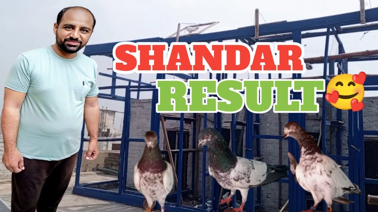 10 Kabotron Ki Phirat Li Shandar Result Aya|Pigeon | kabutar