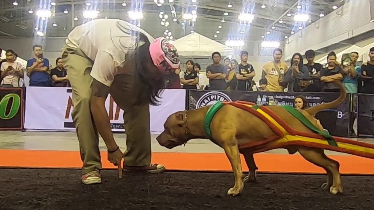 TPKC  Thai PitBull Kennel Pattaya Bully Expo WEIGHT PULLING CHAMPIONSHIP PITBULL