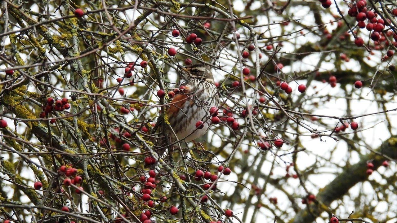 Baltabruvis strazdas / Turdus iliacus / Redwing / Белобровик