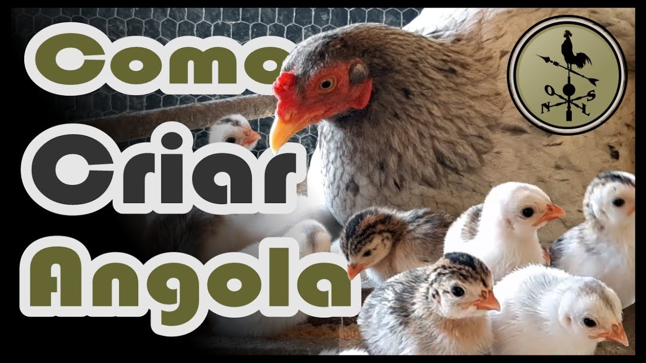 Dicas Básicas - Criação de Galinha D'angola ( Cocá )