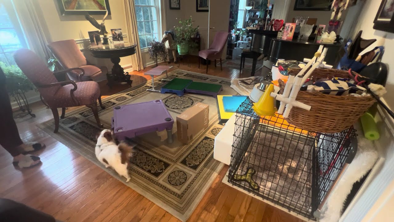 Fenzi NW FUNdamentals Wk 4 3D Maze Maurice 