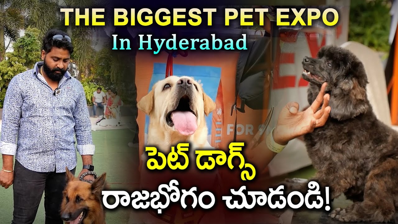 పెట్ డాగ్స్ రాజభోగం చూడండి | The Biggest Pet Expo In Hyderabad | Dhatri Life