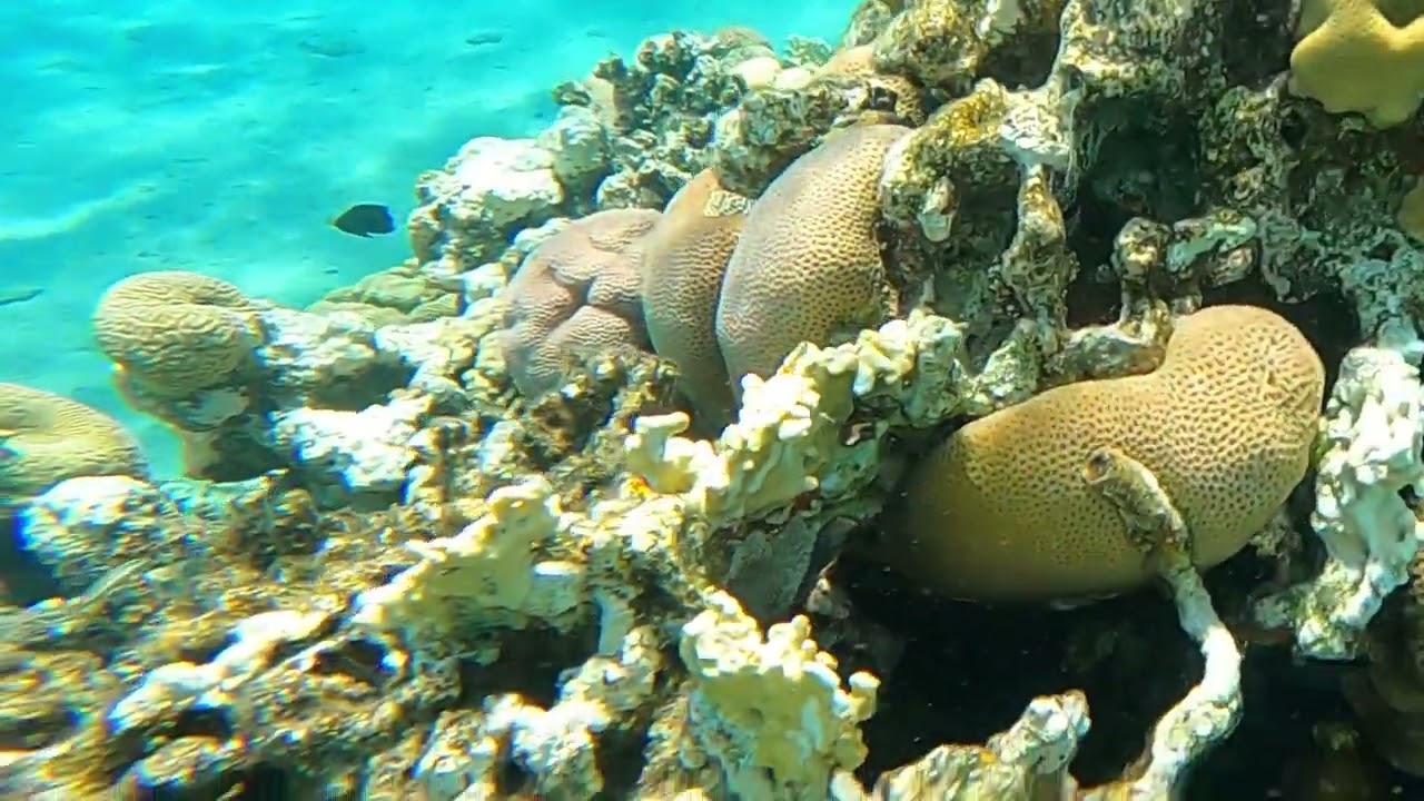 Steinfisch im roten Meer. gef&auml;hrlichster Fisch der Ozeane.