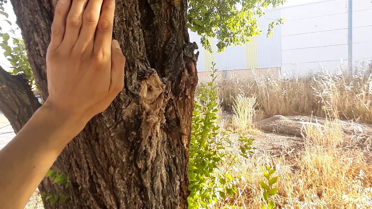 ÁRBOL DEL OLMO SIBERIANO, Ulmus pumila, Poderoso antibiótico para superbacterias y mucho más.