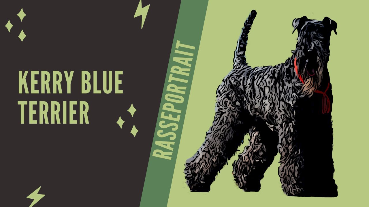 Kerry Blue Terrier -  Video Rasseportrait