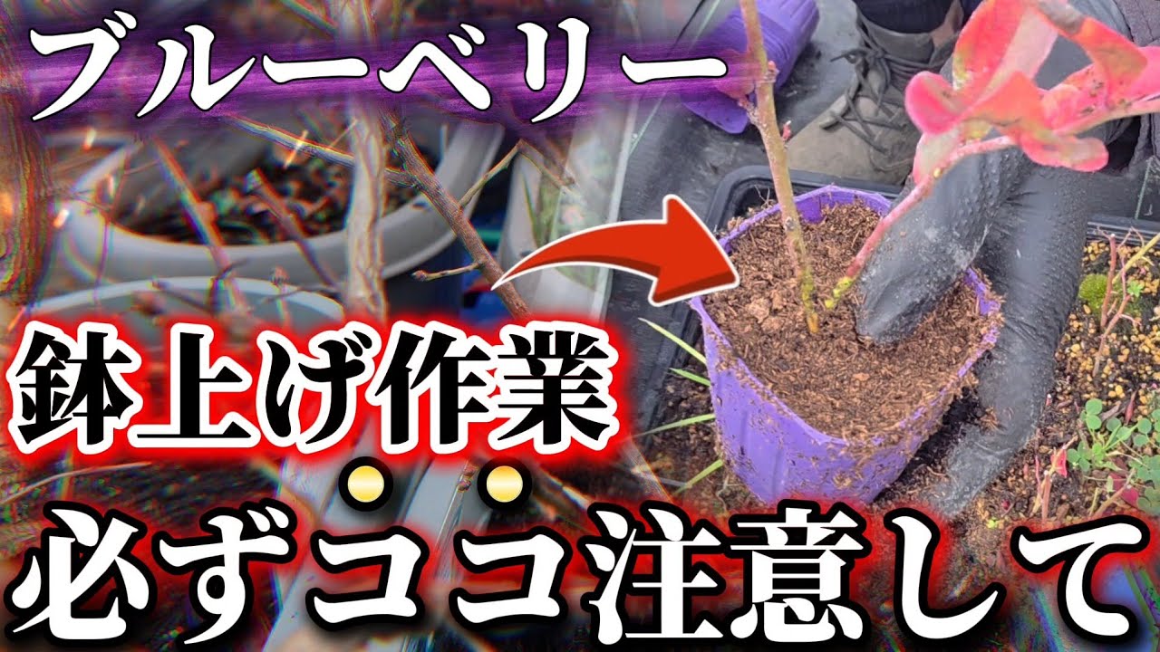【ブルーベリー】鉢上げする前に必ず見て下さい！成功率を高めるためにやるべき方法はコレです。