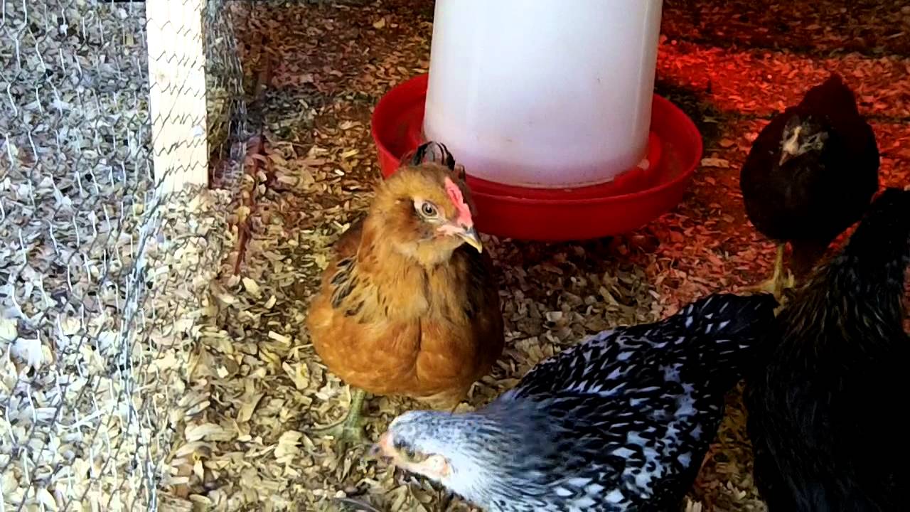 7 Week Old Baby Rooster Crowing