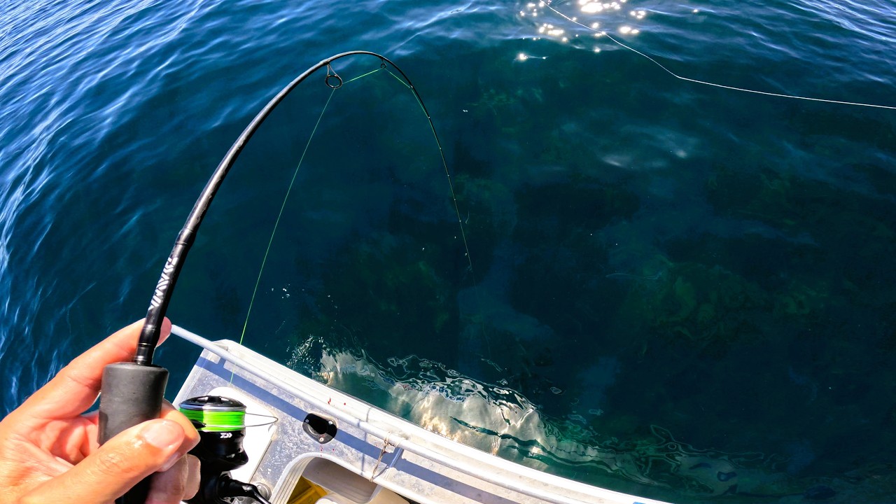 Не могу поверить, сколько там было рыбы!