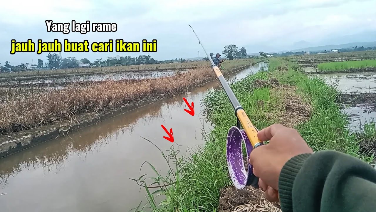 MANCING DI IRIGASI SAWAH JADI TEMPAT PERSEMBUNYIAN IKAN SIRIP MERAH